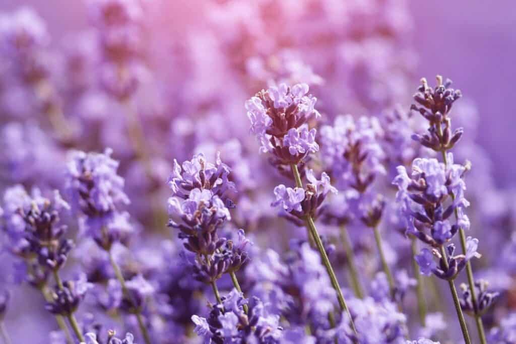 Field of Lavender