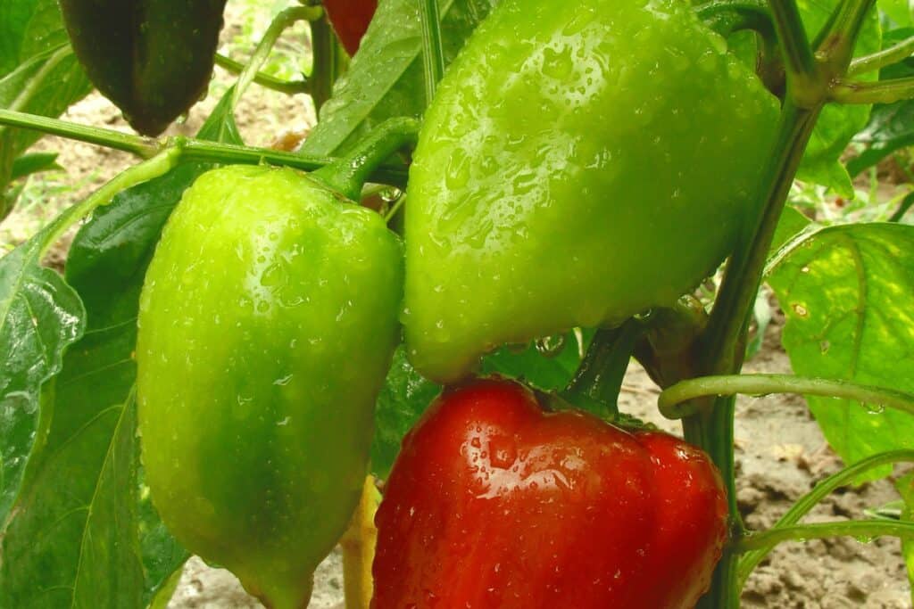 Assortment of Peppers on The Vine