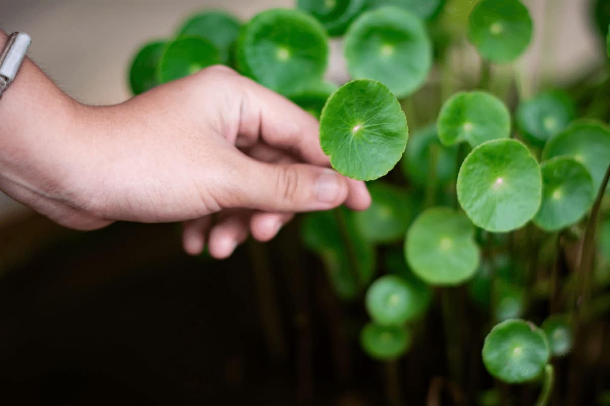 How to Grow Gotu Kola at Home | Tips and Tricks