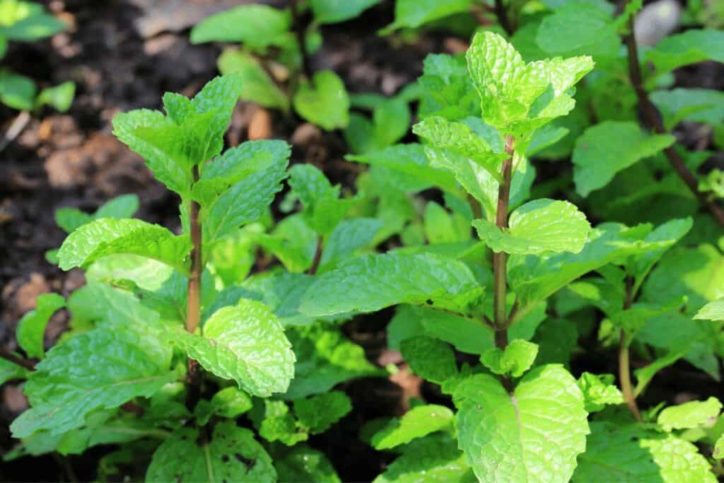 Lemon Balm