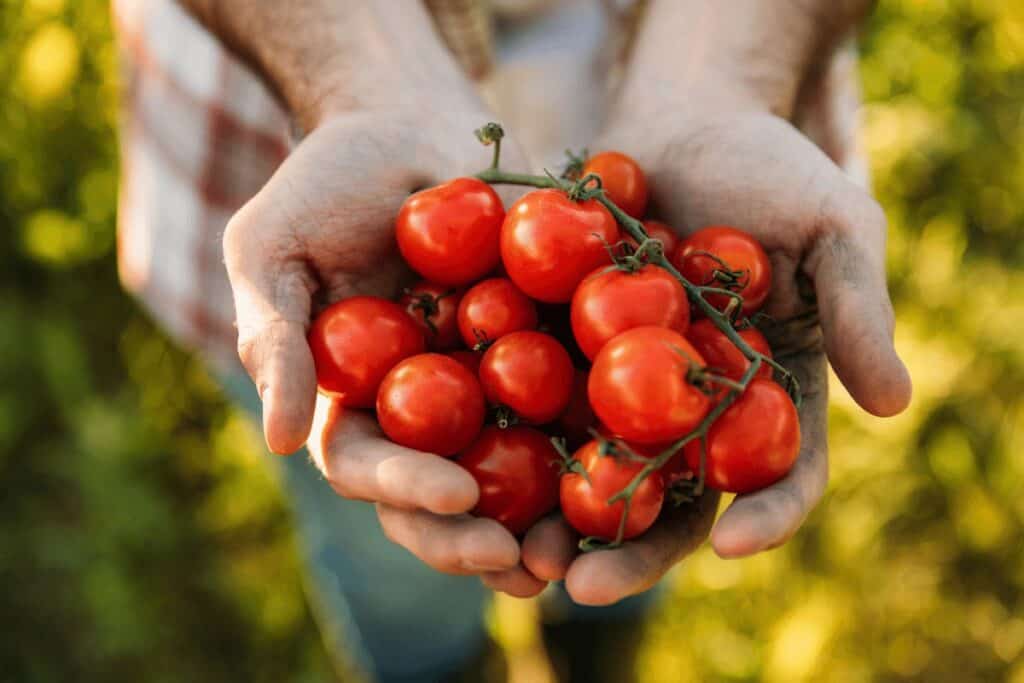 Cherry Tomatoes