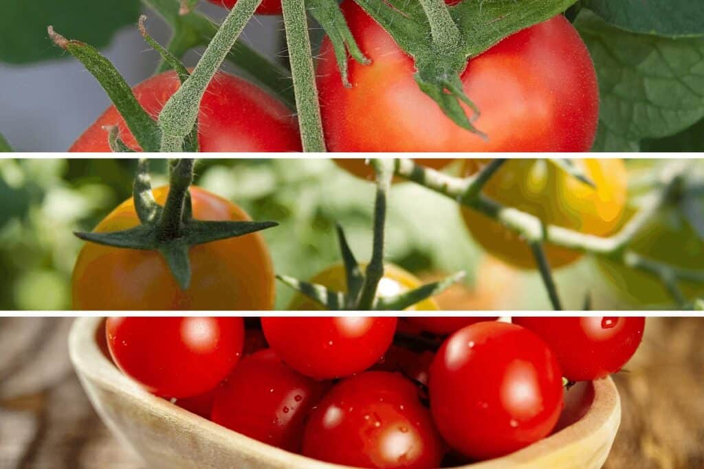 Fresh Harvested Tomatoes