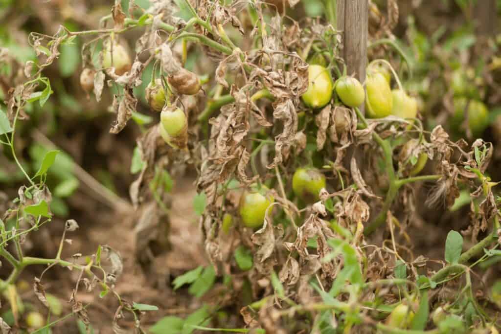 Diseased Tomato on The Vine