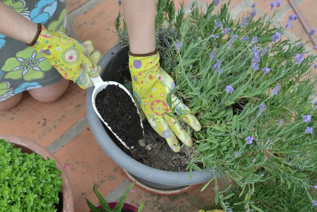 Fertilizing Lavender