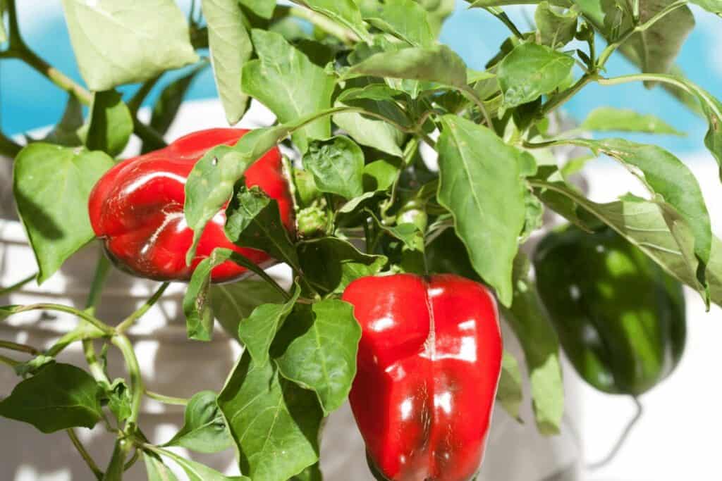 Pepper Plants in Containers