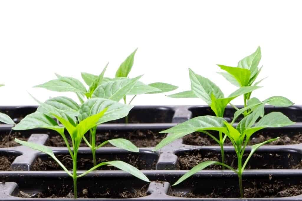 Pepper Plants Ready to Go in Containers