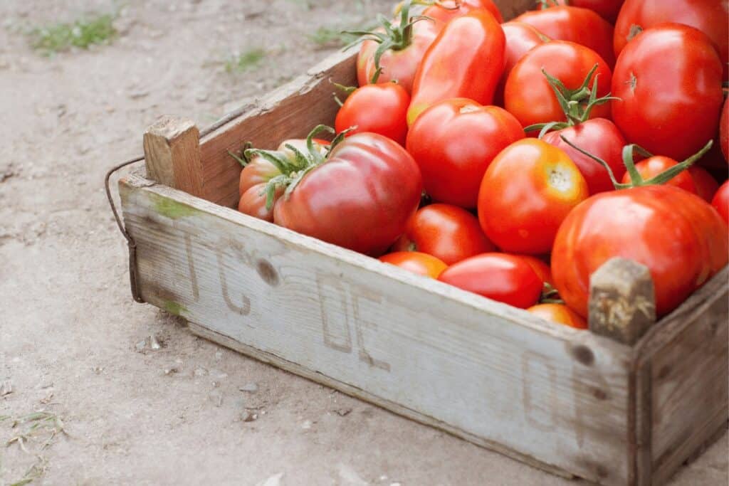 Variety of Tomatoes in A Box