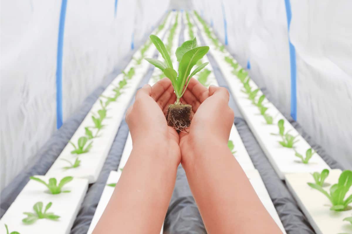 lady holding a hydroponic herb