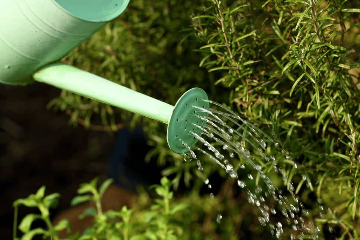 Watering can in the garden