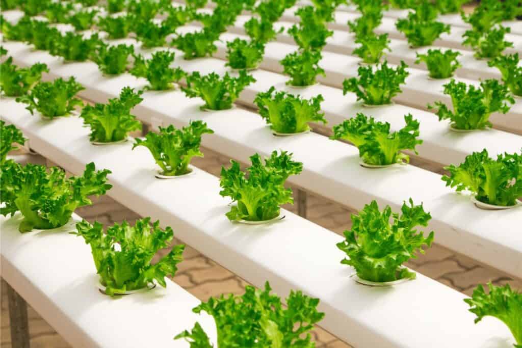 10 microgreens to grow in a hydroponic system