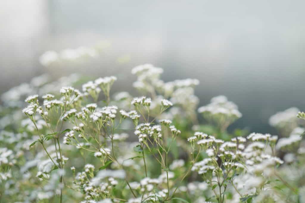 Field of Baby's Breath