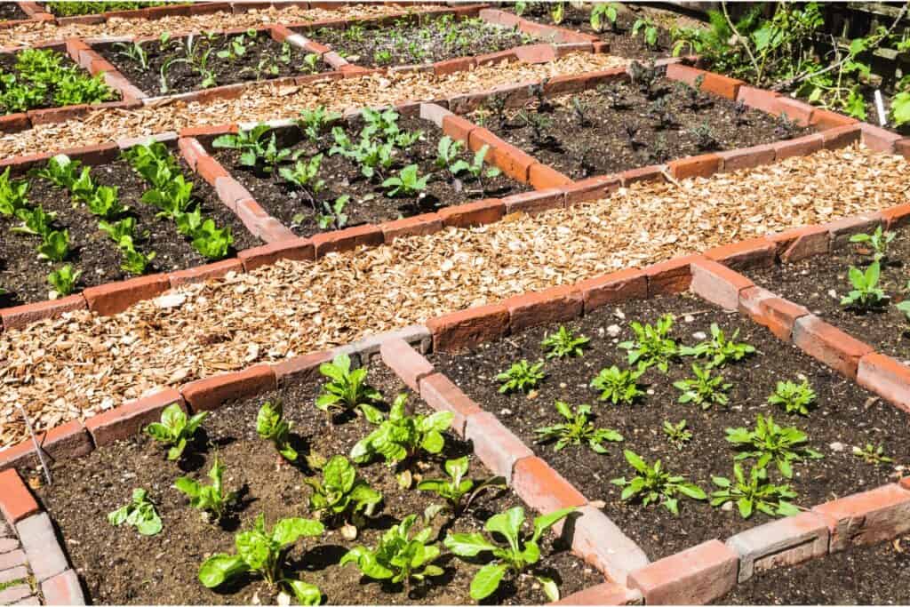 Selection of fresh herbs in the garden