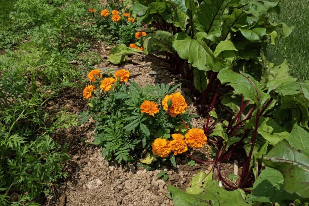 Companion Planting in the garden