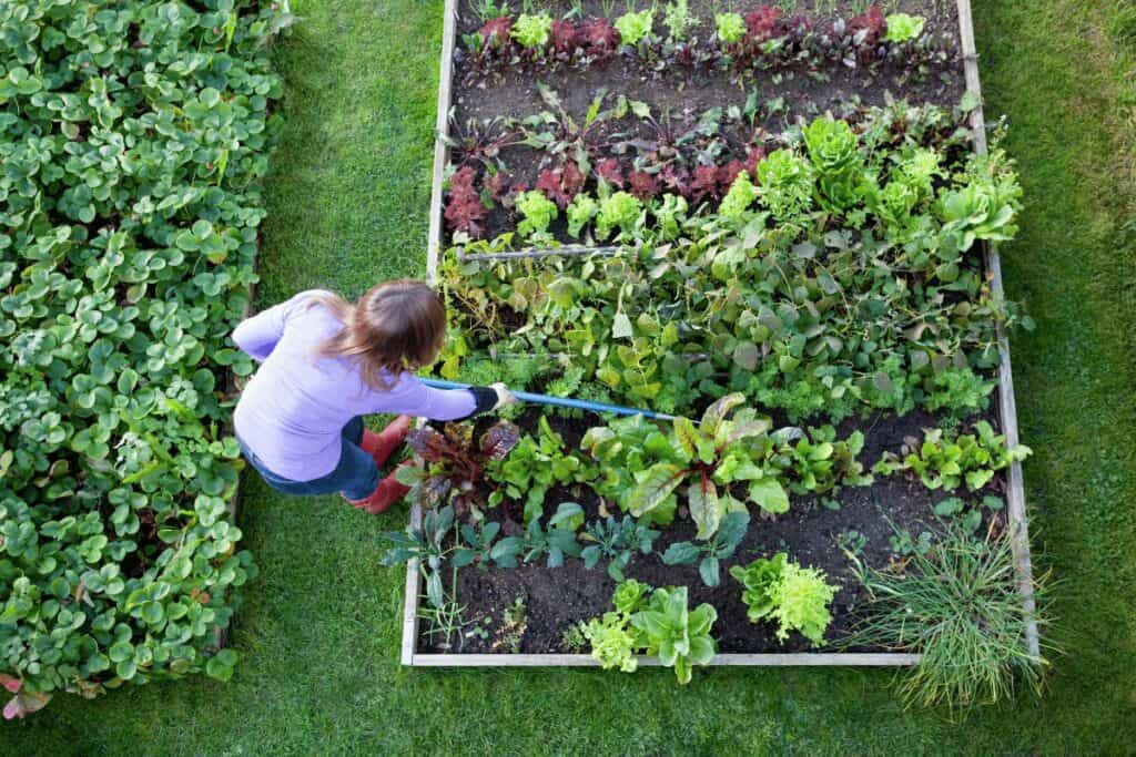 Working in your Veg Garden