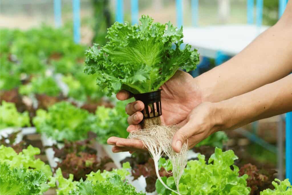 Man holding a hydroponic herb