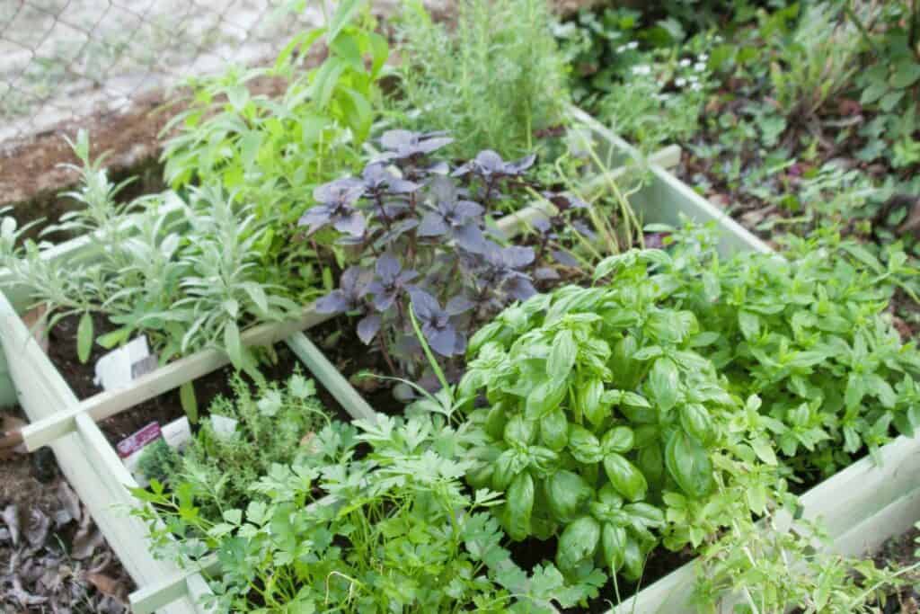 Garden of fresh herbs