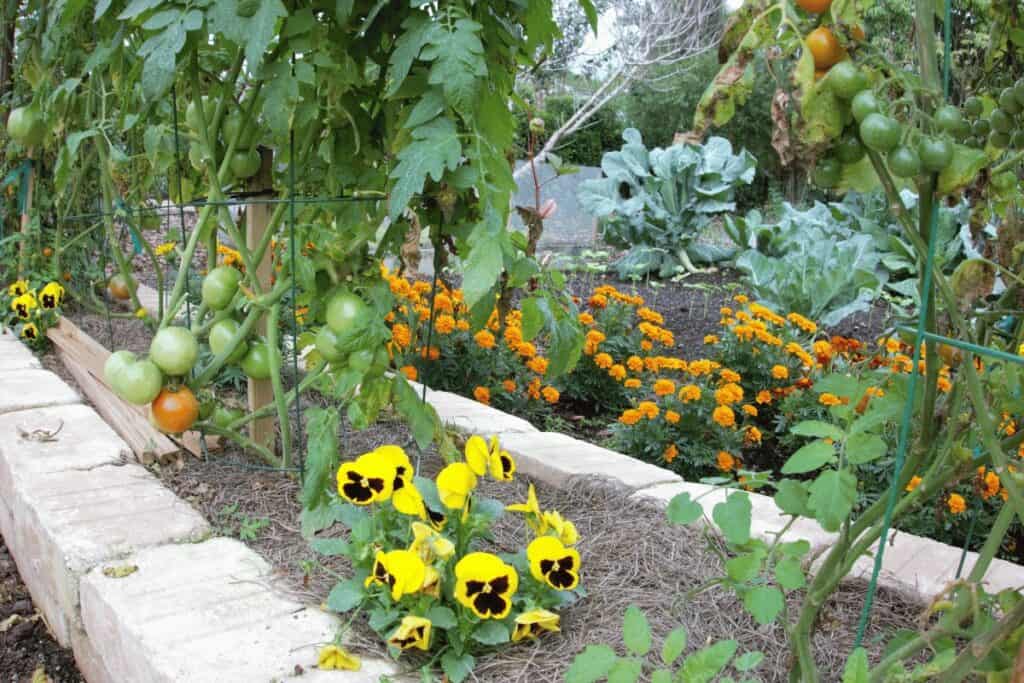 Companion Planting in the garden