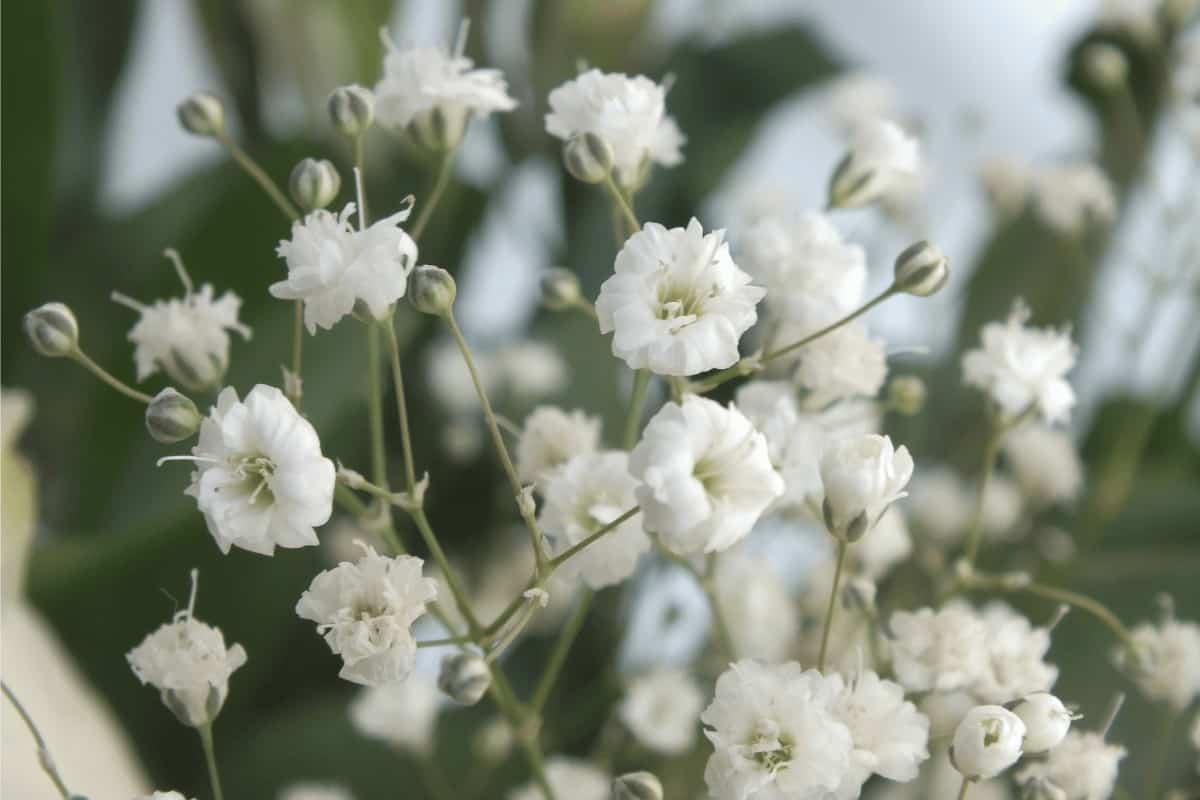 Close up Baby's Breath Flower