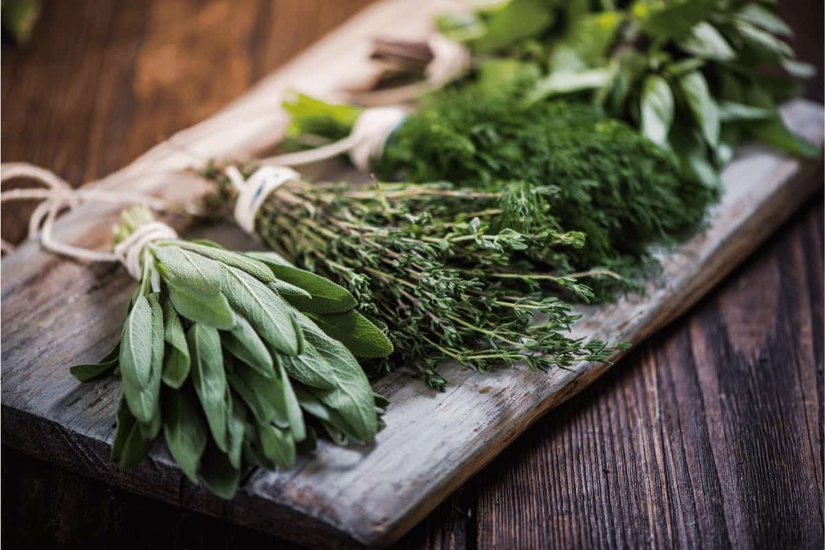 10 Tips for Maintaining a Healthy Herb Garden