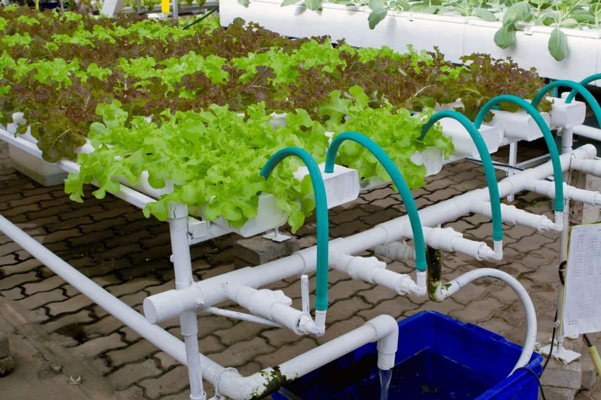 how to grow Hydroponics