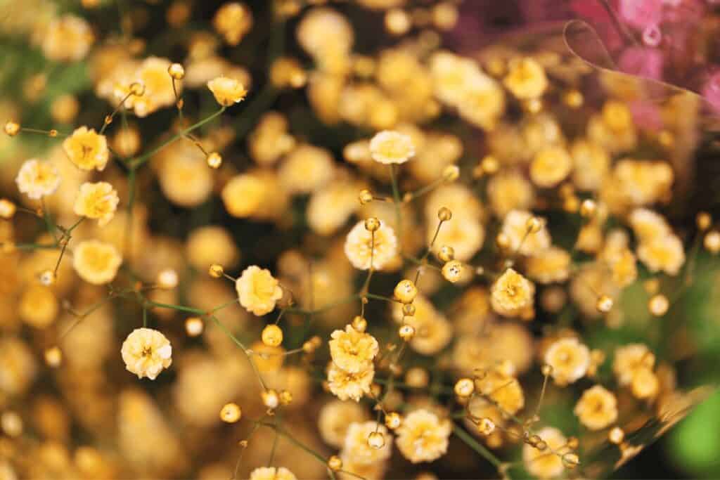 Babys Breath Flower