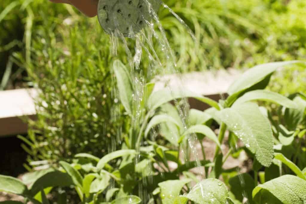 Watering Techniques