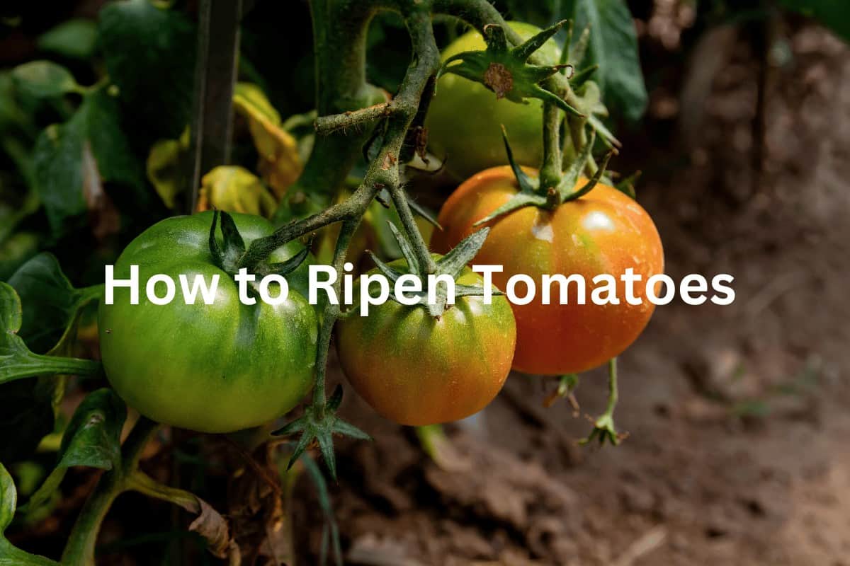 How to Ripen Tomatoes: Best Tips and Tricks 