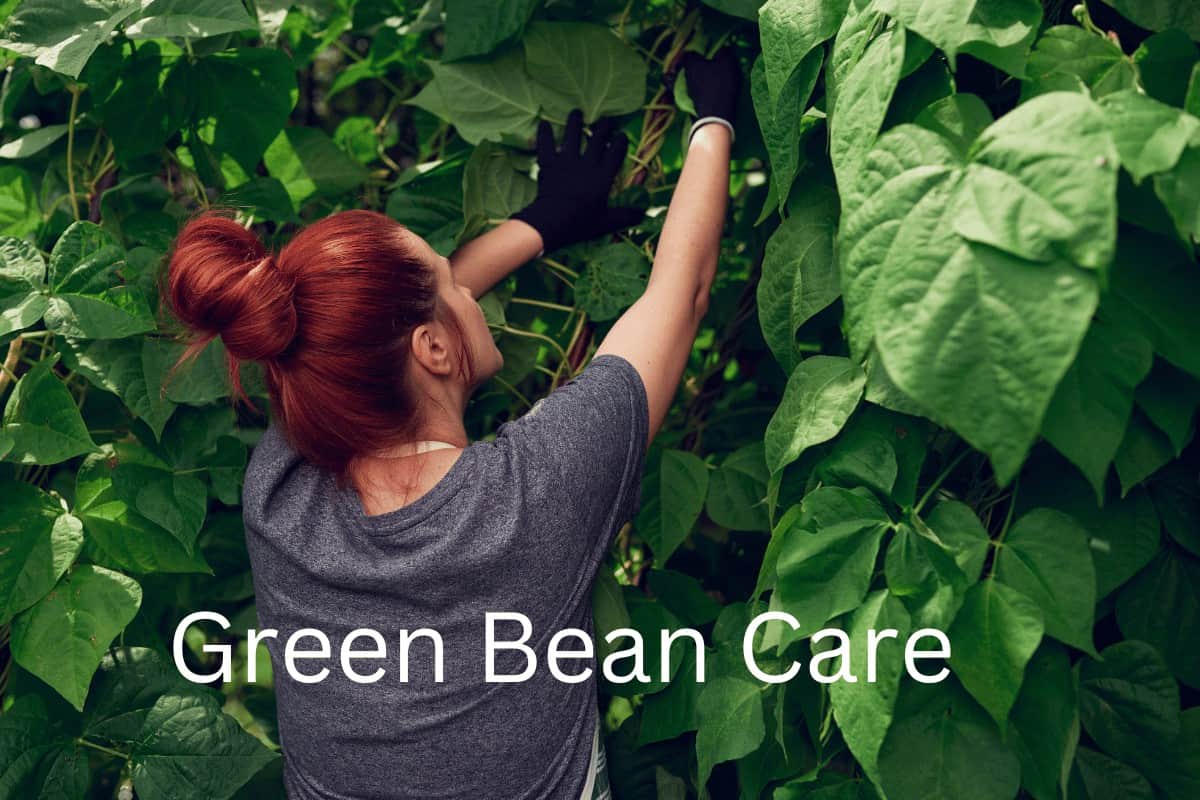 Best Green Bean Care: Tips for A Successful Harvest