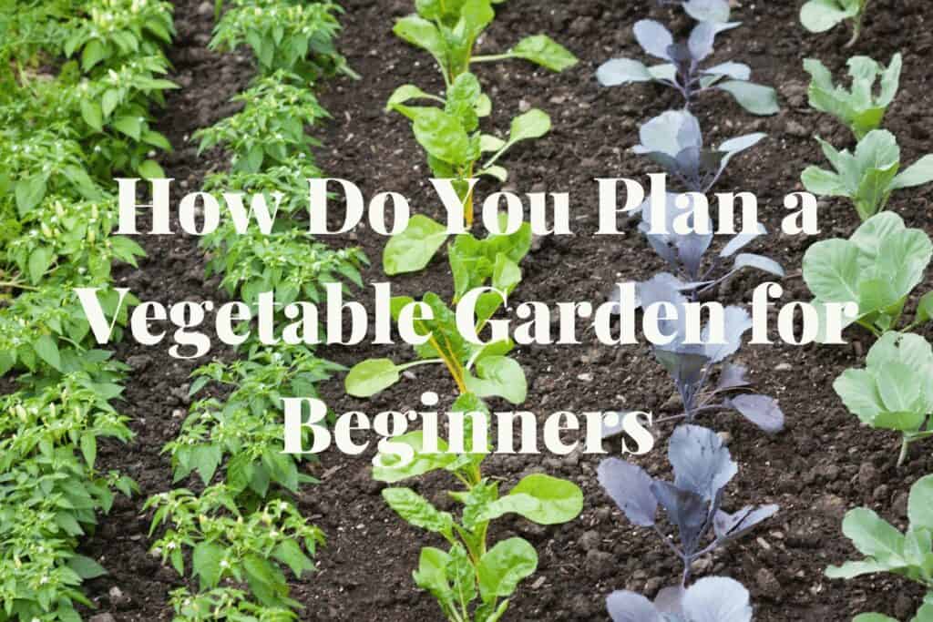 how do you plan a vegetable garden for beginners