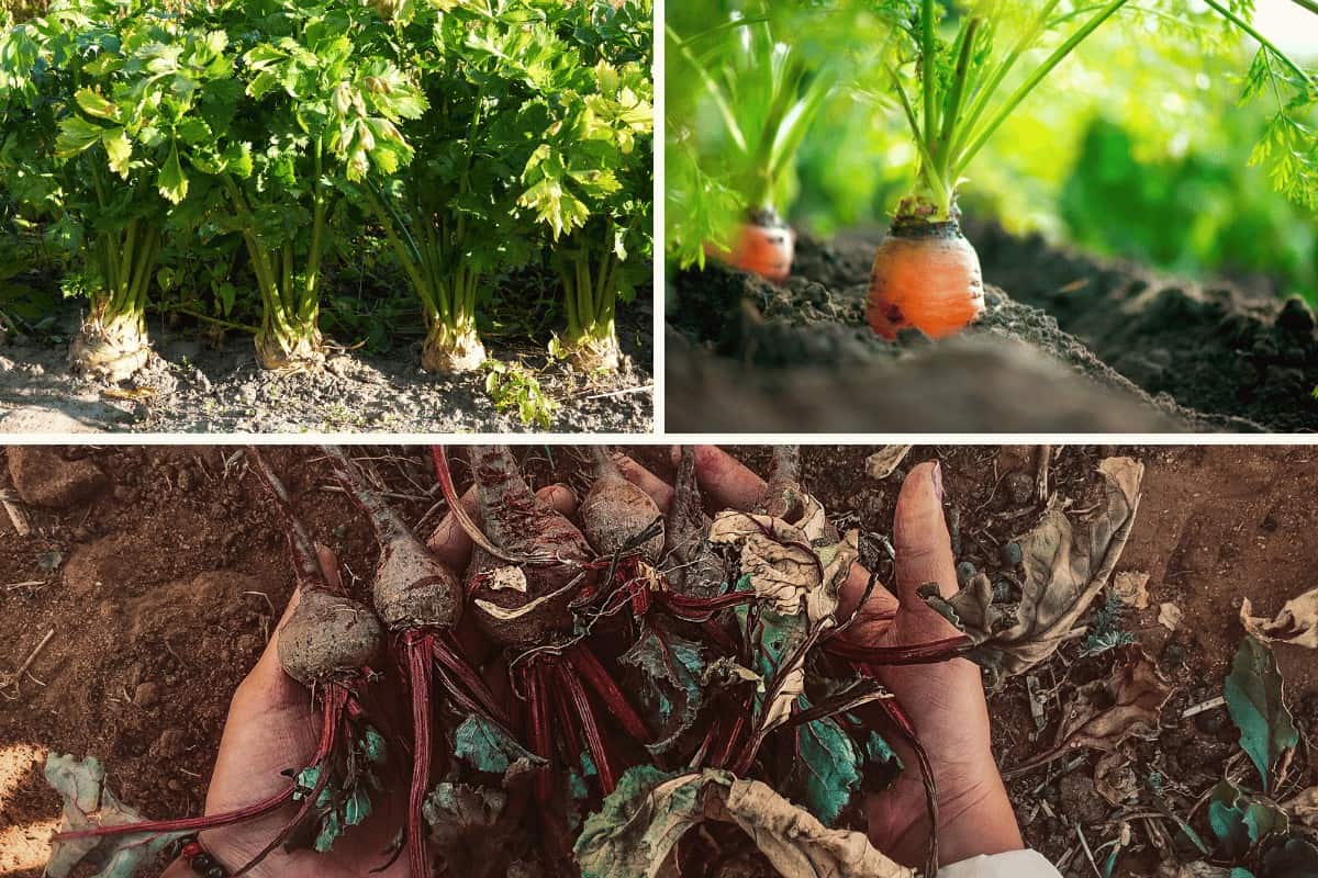 Growing Root Vegetables Successfully