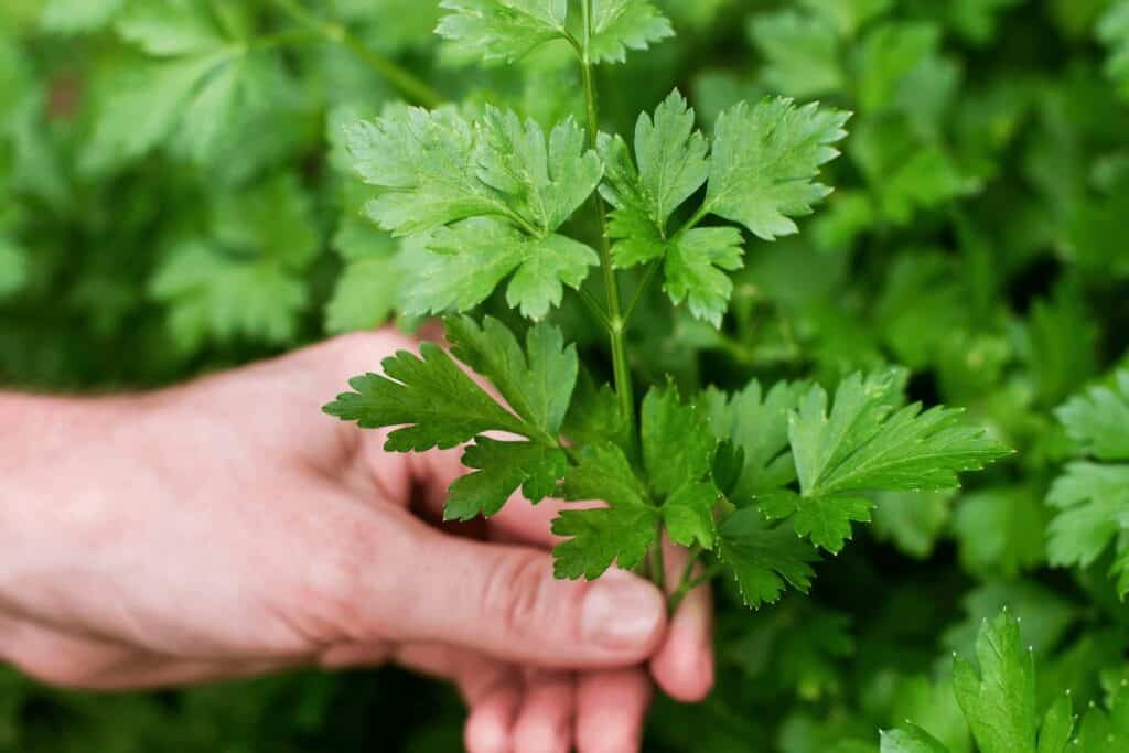 Do Parsley Seeds Need Light To Germinate?