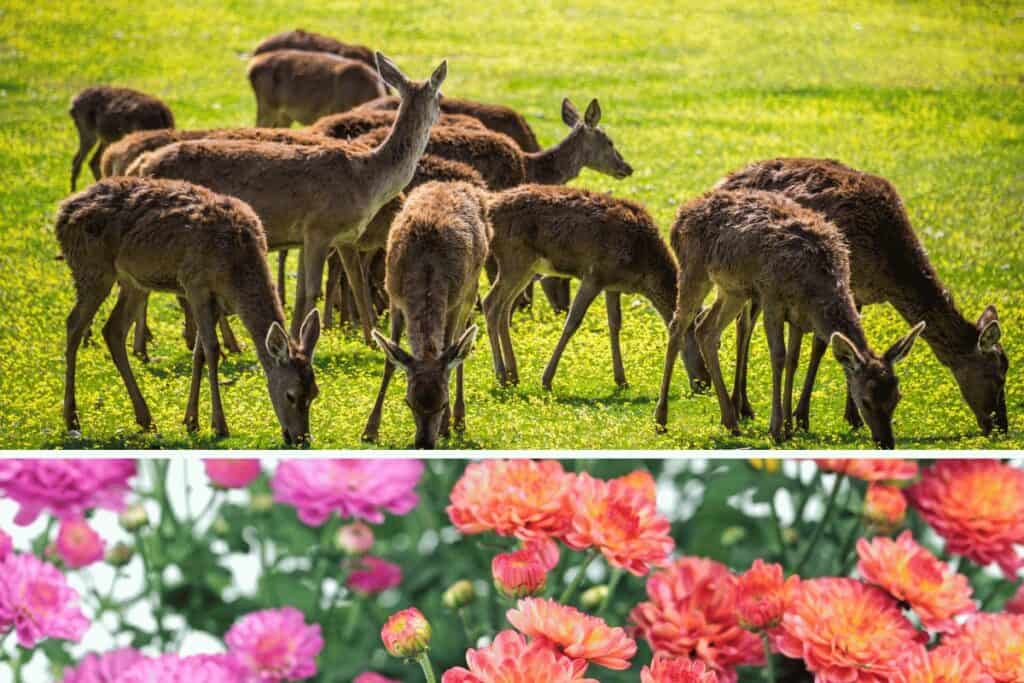 Do Deer Eat Mums?