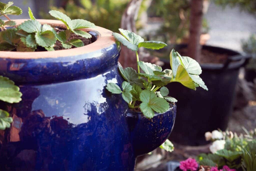 Strawberries in a pot