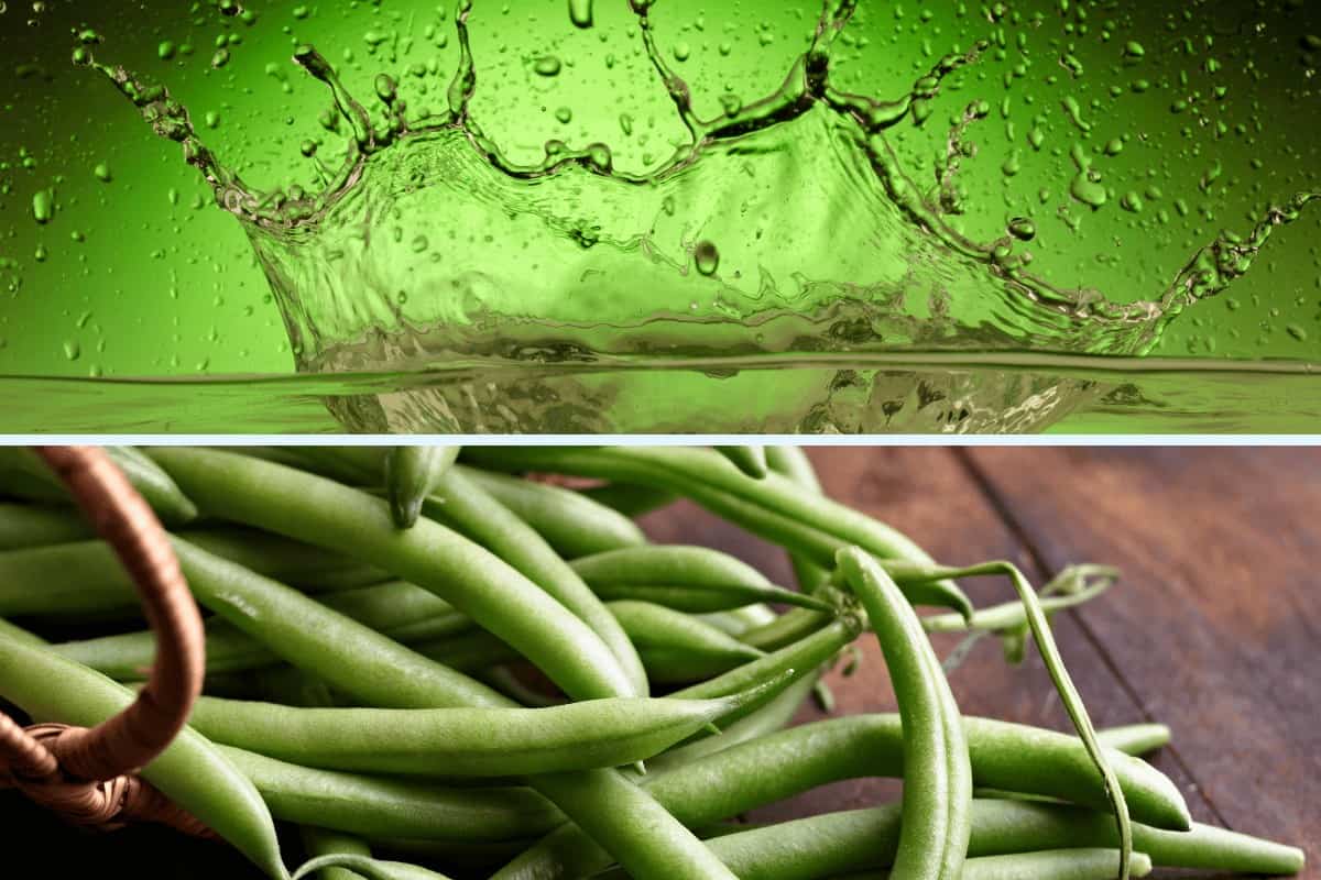 How Often Should You Water Green Beans?