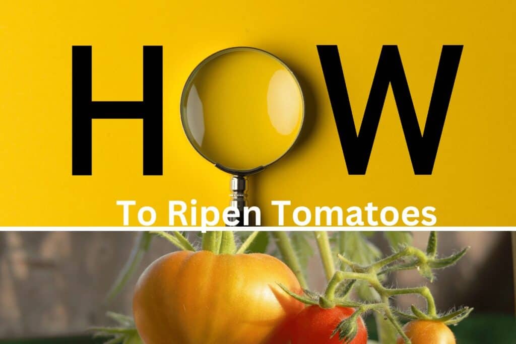 How to Ripen Tomatoes