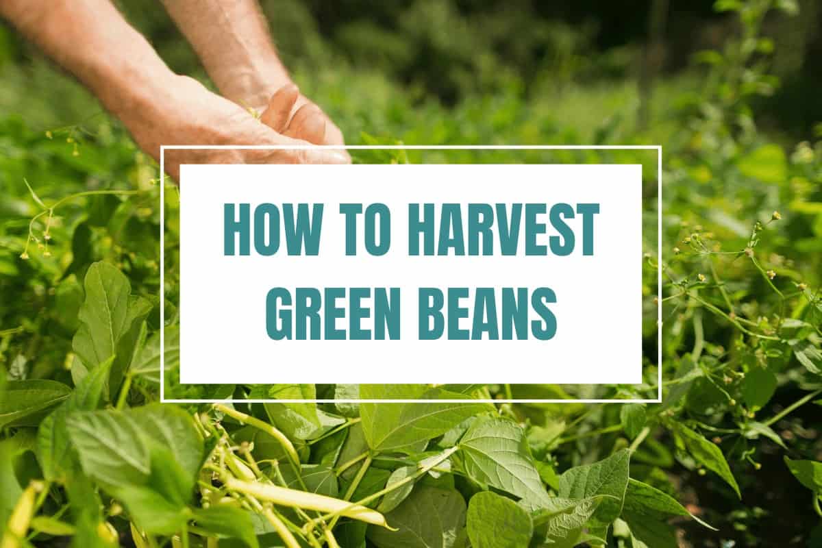 When and How to Harvest Green Beans