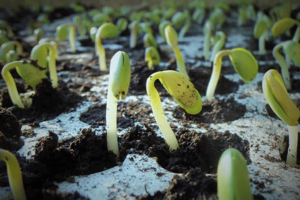 How to Grow Green Beans