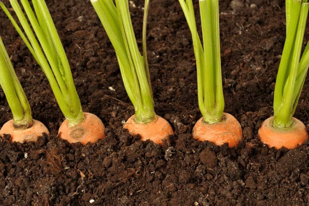 A patch of carrots