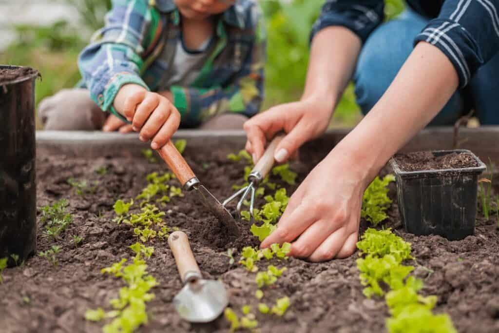 Understanding Garden Size and Soil Sample for Gardening