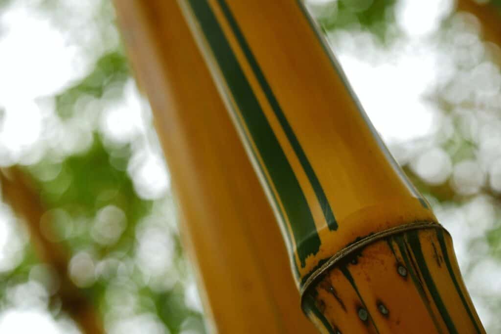 How to Grow and Care for Golden Bamboo Indoors