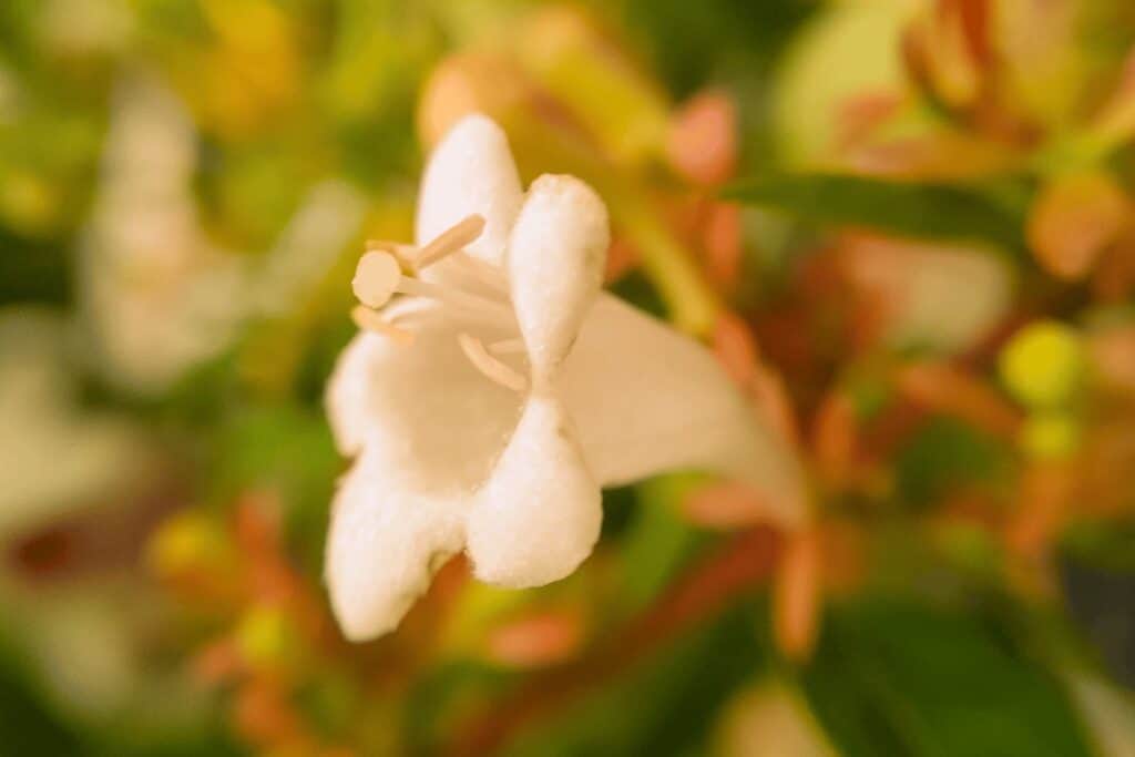 Abelia Plant