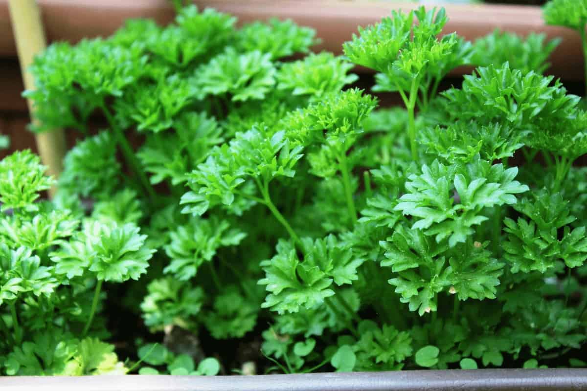 Do Parsley Seeds Need Light to Germinate?