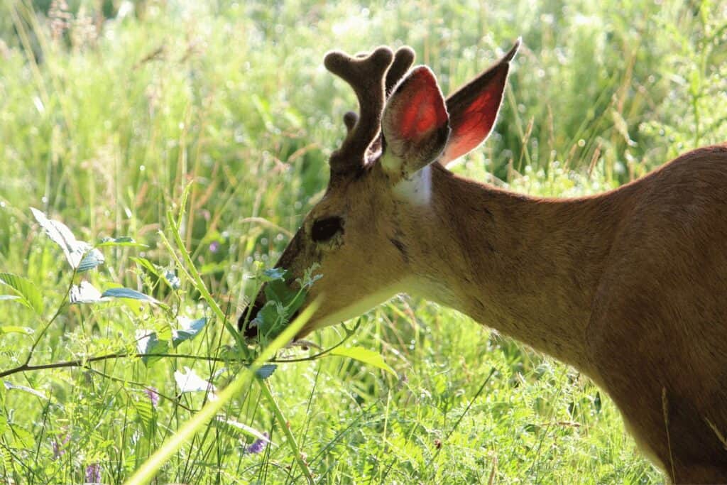 How to Protect Your Garden from Deer