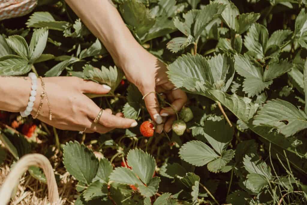 Strawberries in the ground