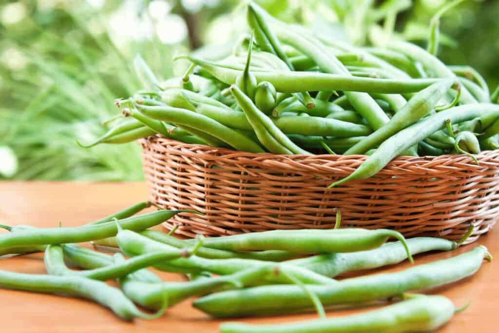 The Ideal Temperature Range for Growing Green Beans