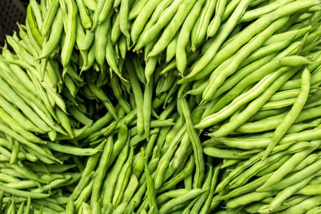 How Often Should You Water Green Beans?