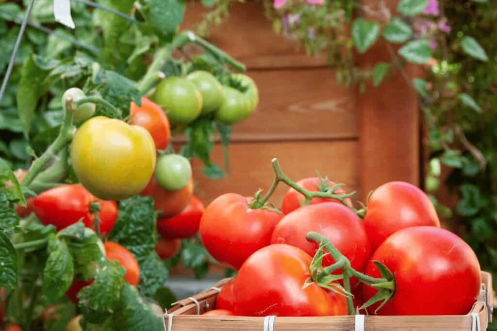 How to Ripen Tomatoes: Best Tips and Tricks