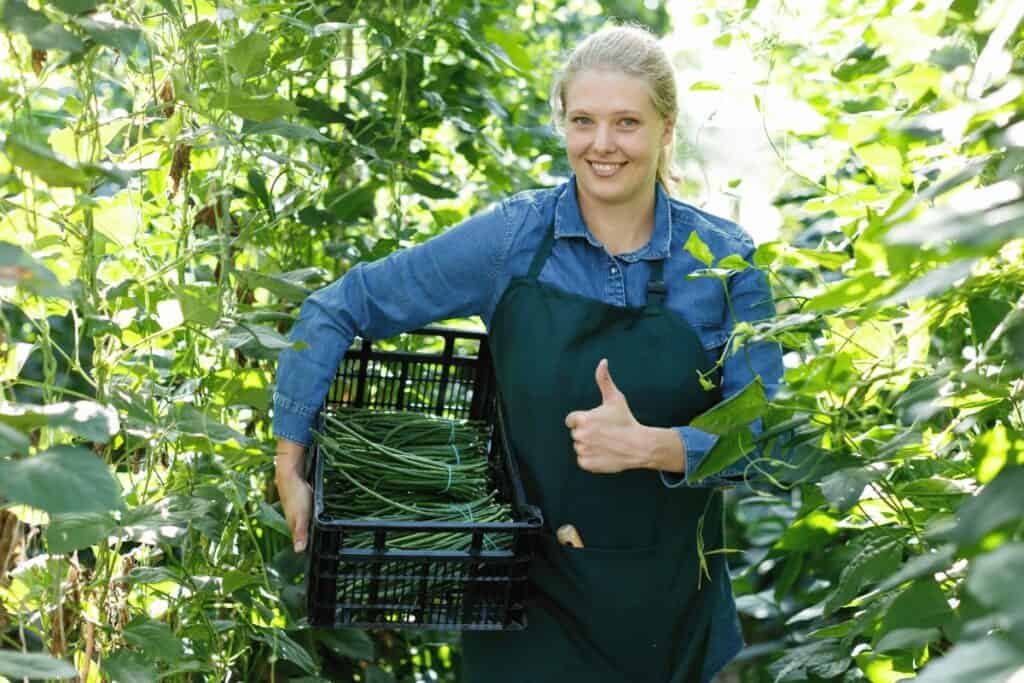 When and How to Harvest Green Beans for Maximum Yield