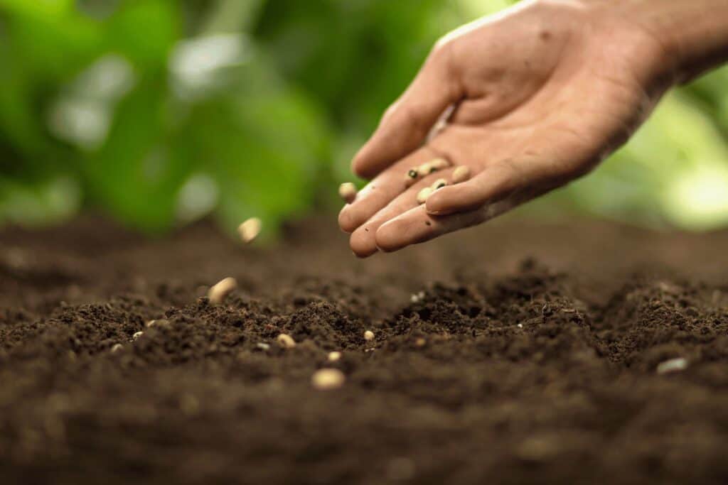 Do Vegetables Have Seeds? Separating Fact from Fiction