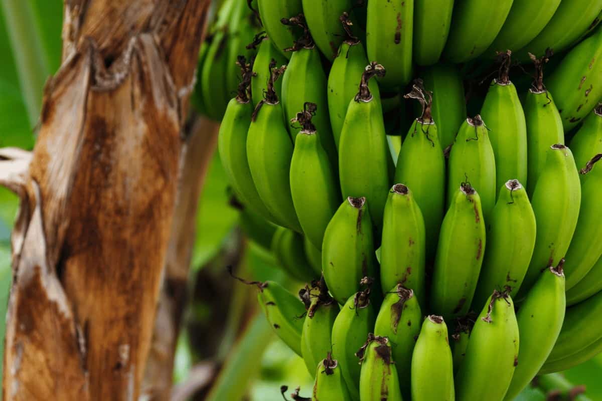 Is a Banana a Herb or Fruit? The Surprising Truth Behind Its Classification